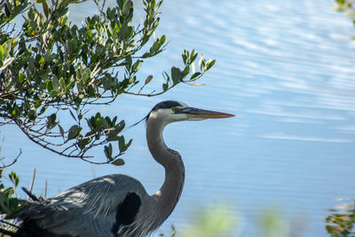 View of a bird on a lake