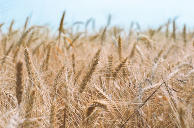 Close-up of stalks in field