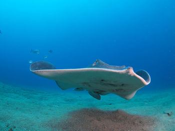 Close-up of a round stingray swimming in sea