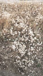 Full frame shot of plants on land
