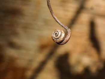 Close-up of snail