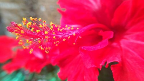 Close-up of red hibiscus blooming outdoors