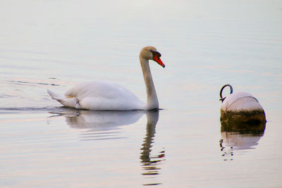 Swans swimming in lake