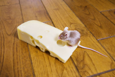 High angle view of rabbit on table