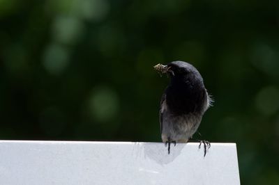 Close-up of bird perching