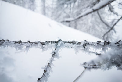 Close-up of snow covered plants against trees