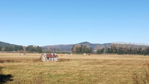 Scenic view of agricultural field against clear blue sky