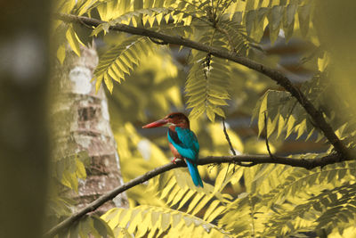 Kingfisher perching on a branch