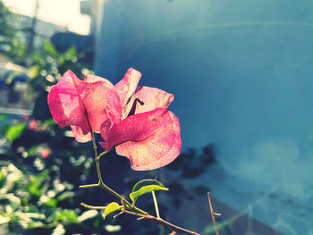 Close-up of pink flowering plant