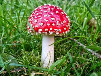 Close-up of mushroom growing on field