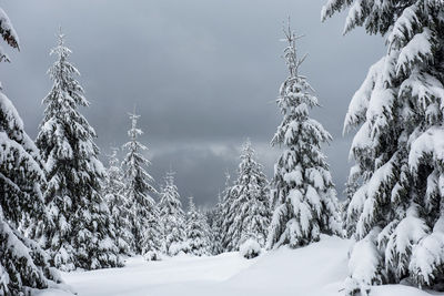 Trees on snow covered field against cloudy sky