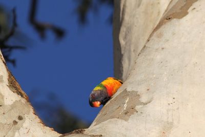 Low angle view of parrot perching on wall