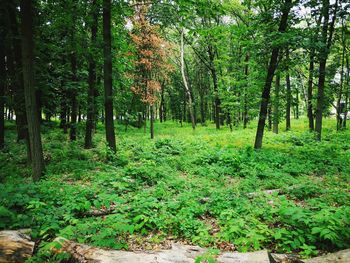 Trees and plants in forest