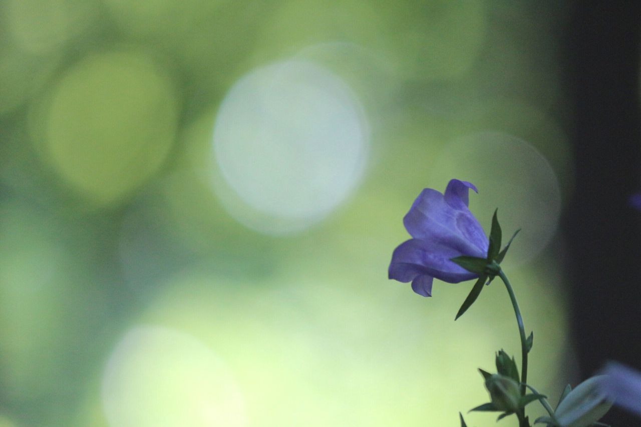 flower, freshness, petal, fragility, close-up, flower head, growth, stem, beauty in nature, purple, focus on foreground, in bloom, blossom, springtime, nature, botany, plant, outdoors, single flower, lens flare, softness, blooming, bloom, no people, plant life, green color, wildflower, vibrant color