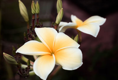 Close-up of frangipani blooming outdoors