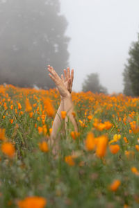 Low angle view of flowering plants on field against sky