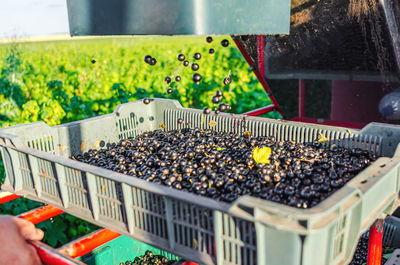 Black currant is poured into combine drawer. harvesting berries in summer