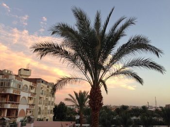 Low angle view of palm trees against sky