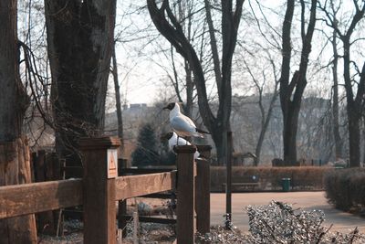 Seagull perching on tree trunk during winter