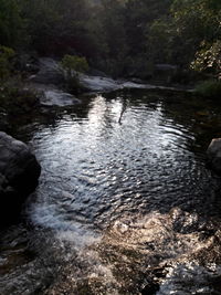 River stream amidst trees in forest