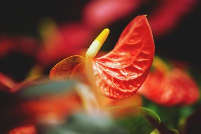 Close-up of red flowering plant