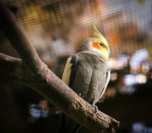 Close-up of bird perching on tree