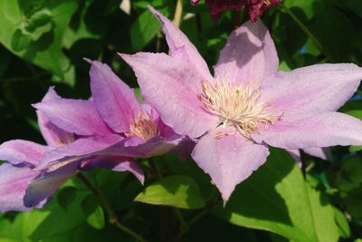 Close-up of pink flower