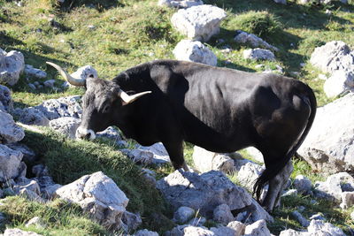 Mountain cow with horns on rock.
