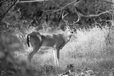 Deer standing on field