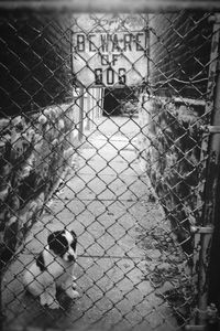 Beware of dog sign chainlink fence gate with puppy sitting on footpath