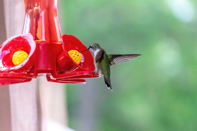 Close-up of a bird flying