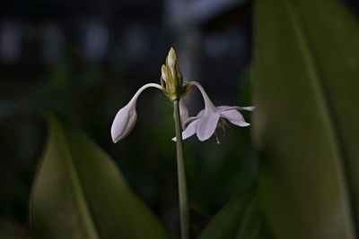 Close-up of flower blooming outdoors