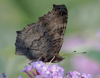 Close-up of butterfly perching on flower