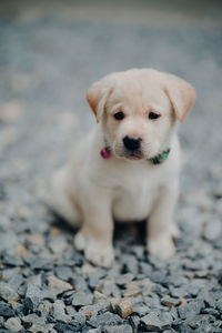 Portrait of cute puppy