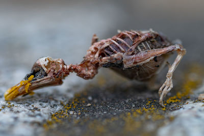 Close-up of insect on land