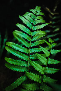 Close-up of fern leaves