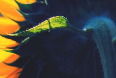 Close-up of leaf