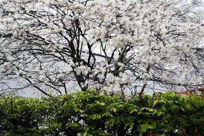 Low angle view of flower tree