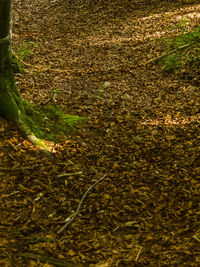 Close-up of water on tree