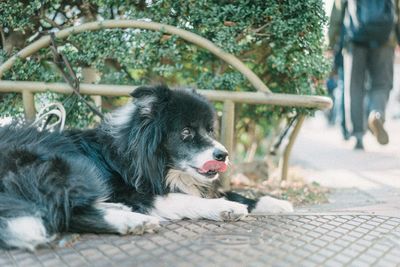 Close-up of dog lying down