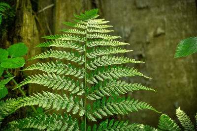 Close-up of fern leaves