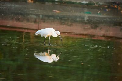 Close-up of white heron on lake