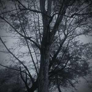 Low angle view of silhouette bare tree against sky