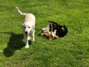 View of dogs on grassy field