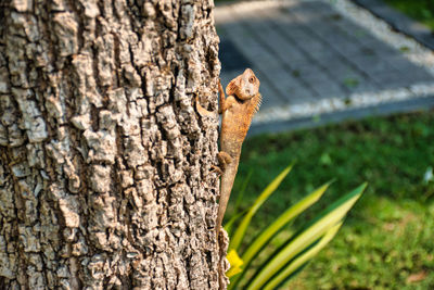 Close-up of squirrel on tree trunk