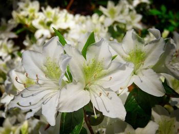 Close-up of white flowers blooming outdoors