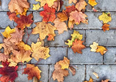 High angle view of maple leaves on sidewalk