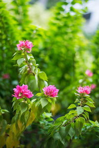 Close-up of pink flowers
