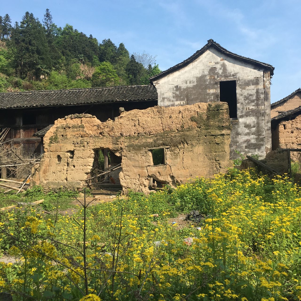 architecture, built structure, building exterior, plant, growth, flower, history, old, sky, old ruin, the past, stone wall, field, day, nature, abandoned, low angle view, yellow, tree, no people