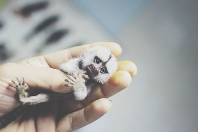 Close-up of hand holding small kitten